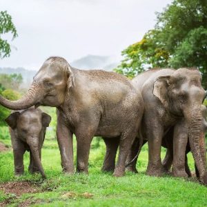 Pattaya City Tour - Package - 114 - Pattaya Floating Market With Boat Ticket + Tiger Park Visit Only + Underwater World Entrance Ticket + Elephant Trekking 30 Minutes + Private Hotel Transfer