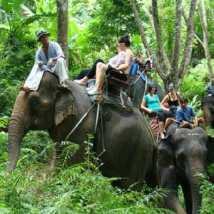 Elephant Trekking  - 30 Minutes Elephant Trekking + Hotel Transfer