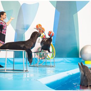 Pattaya Dolphinarium - VIP Ticket 1st Row