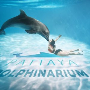 Pattaya Dolphinarium - Regular Ticket