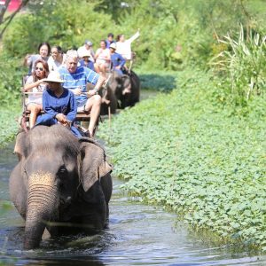 Elephant Trekking