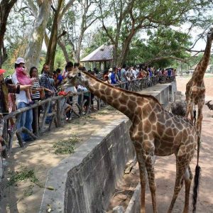 Khao Kheow Open Zoo - Entrance Ticket