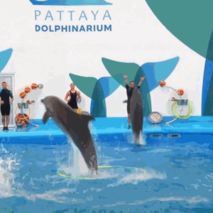 Pattaya City Tour - Package - 117 - Pattaya Dolphinarium - Regular Ticket + The Sanctuary of Truth - Entrance Ticket + Lunch + Ripleys Believe It Or Not Pattaya - 7 Attractions Ticket + Alcazar Show - Standard Ticket + Private Hotel Transfer
