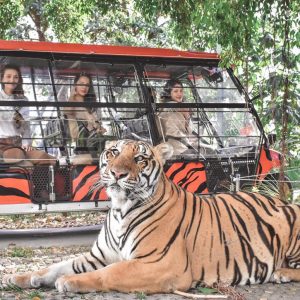 Tiger Park Pattaya - Small Tiger Ticket