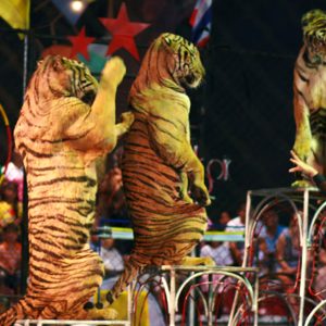 Tiger Topia Sriracha Zoo - Entrance Ticket + Show
