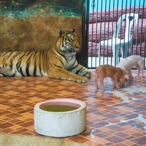 Tiger Topia Sriracha Zoo - Package 1
