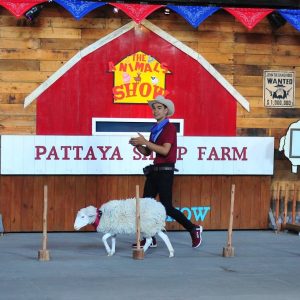 Pattaya Sheep Farm