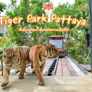 Tiger Park Pattaya - Forest Safari ( Electric Car 20 Mins )