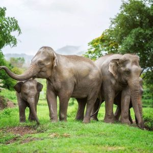 Elephant Jungle Sanctuary Chiang Mai - Half day program Afternoon (Thai Citizen)