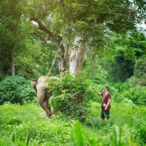 Elephant Jungle Sanctuary Chiang Mai - Half Day Program Morning (Thai Citizen)