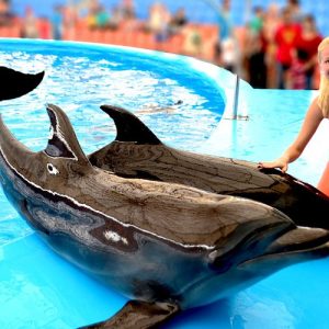 Dolphins Bay Phuket