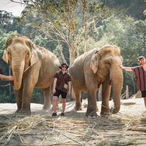 Elephant Jungle Sanctuary Chiang Mai - Half Day Program Morning (Thai Citizen)