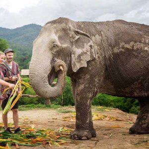 Elephant Jungle Sanctuary Chiang Mai - Half day program Afternoon (Thai Citizen)