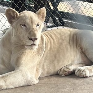 Lion Land Phuket