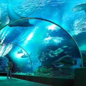 Sea Life Ocean World Bangkok - Sea life + Madame Tussauds Ticket