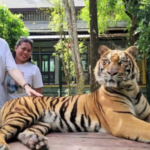 Big Tiger