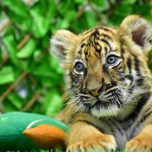 Medium Tiger