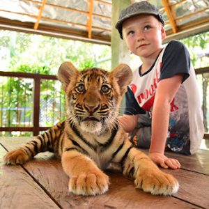 Small Tiger